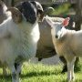 Mouton et agneau