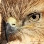 Chasse à l'oiseau de proie
