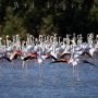 Communauté de flamants roses.