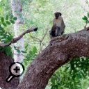 photo : Maître singe vert sur un arbre perché
