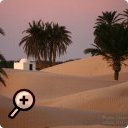 photo : Marabou des sables.