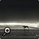 photo : Le chien de la plage