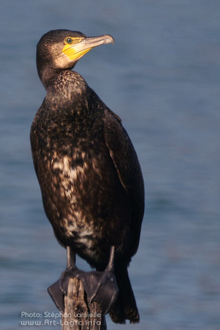 Cormoran 