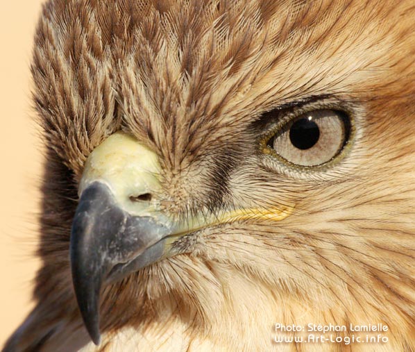 Rapace 