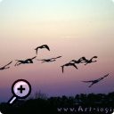 photo : Envol de flamants roses.