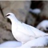 Perdrix des neiges ou lagopède alpin.