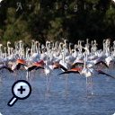 photo : Communauté de flamants roses.