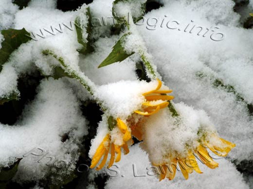 Fleurs d'arnica sous la neige